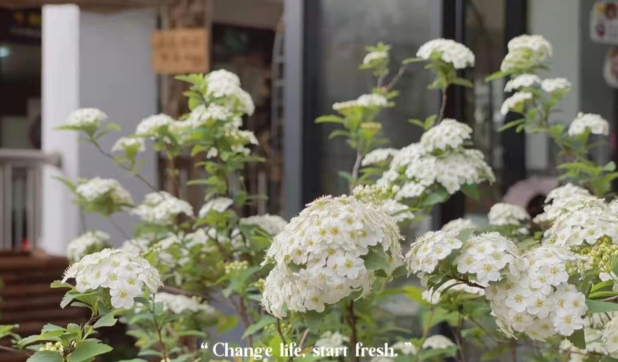 藍(lán)炬星集成灶美好春天